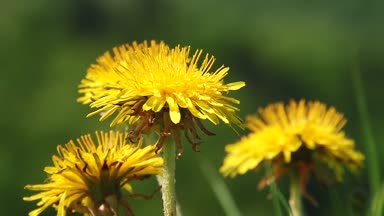 Güneş ışınları altında sonbahar ayçiçeği