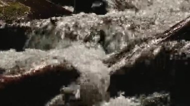 Dağ nehir taşları üzerine akan su. Orman. Sıçramak.