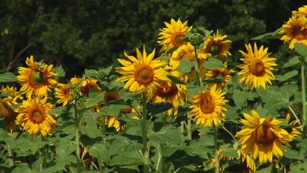 Girasoles Otoño Bajo Los Rayos Del Sol — Vídeos de Stock