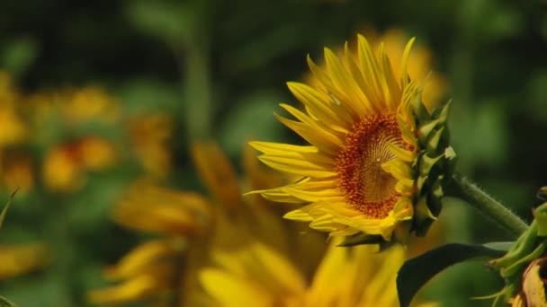 Sonnenblumen Herbst Unter Den Sonnenstrahlen — Stockvideo
