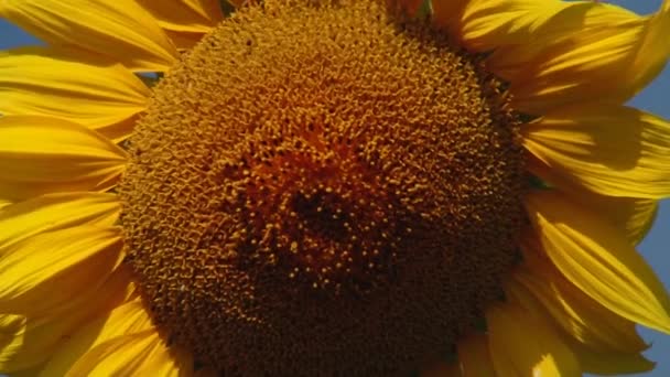 Sonnenblumen Herbst Unter Den Sonnenstrahlen — Stockvideo