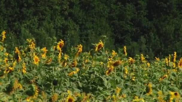 Girasoles Otoño Bajo Los Rayos Del Sol — Vídeos de Stock