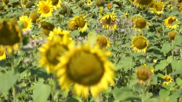 Girasoles Otoño Bajo Los Rayos Del Sol — Vídeos de Stock