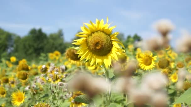 Girasoles Otoño Bajo Los Rayos Del Sol — Vídeo de stock