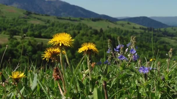 Girasoles Otoño Bajo Los Rayos Del Sol — Vídeos de Stock