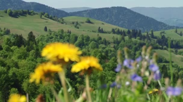 Girasoles Otoño Bajo Los Rayos Del Sol — Vídeos de Stock