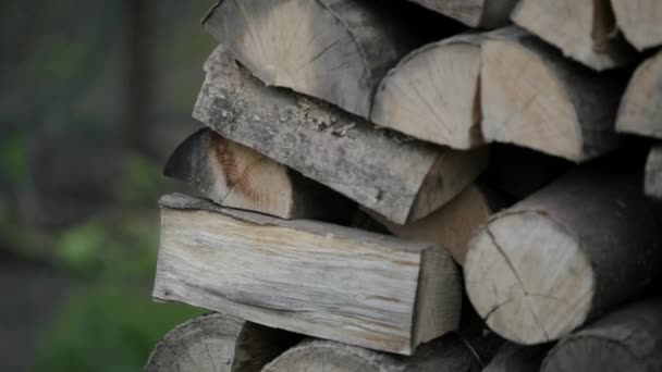 Firewood Background Backyard — Stock Video