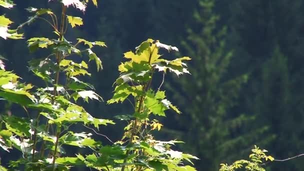 Gebirgsflusswasser Das Auf Den Steinen Fließt Wald Splatter — Stockvideo