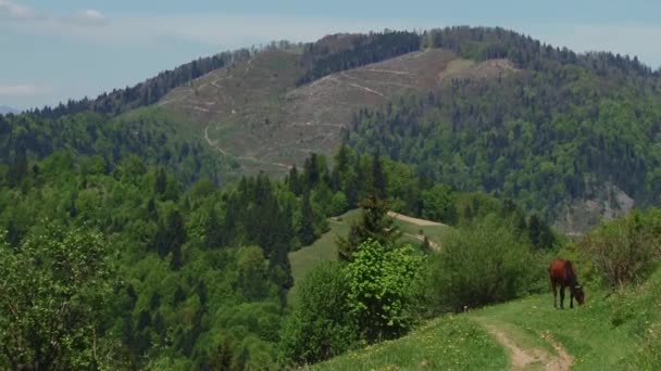 Chevaux manger de l'herbe verte fraîche — Video