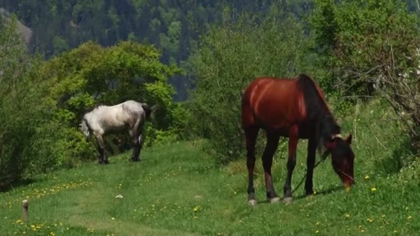 chevaux manger de l'herbe verte fraîche 