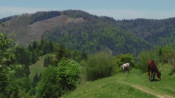 Kuda makan rumput hijau segar — Stok Video