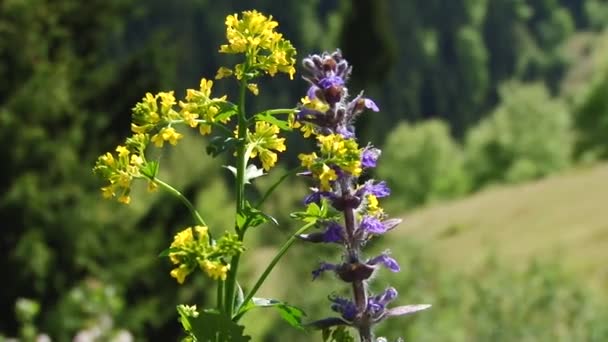 Hermosos árboles y flores en el fondo de las montañas — Vídeo de stock