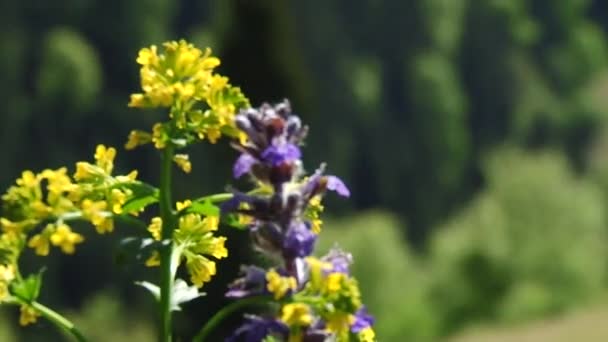 Mooie bomen en bloemen op de achtergrond van bergen — Stockvideo