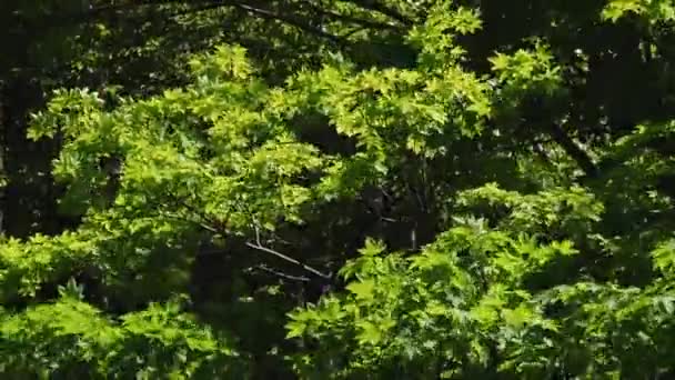 Schöne Bäume und Blumen vor dem Hintergrund der Berge — Stockvideo