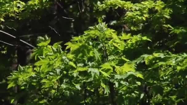 Beaux arbres sur le fond des montagnes — Video