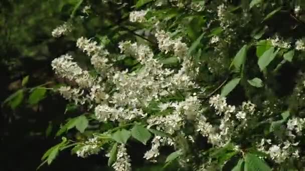 Hermosas flores florecen — Vídeo de stock