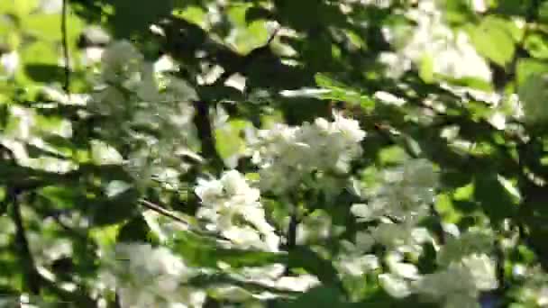 Schöne Blumen blühen — Stockvideo