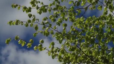 Ağaçlar ve yaprakları mavi gökyüzü. Doğa çiçek açmaya başlar. Bahar