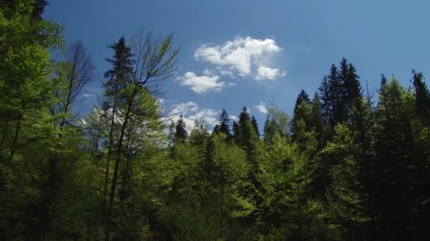Alberi e foglie contro il cielo blu. La natura comincia a fiorire. Primavera — Video Stock