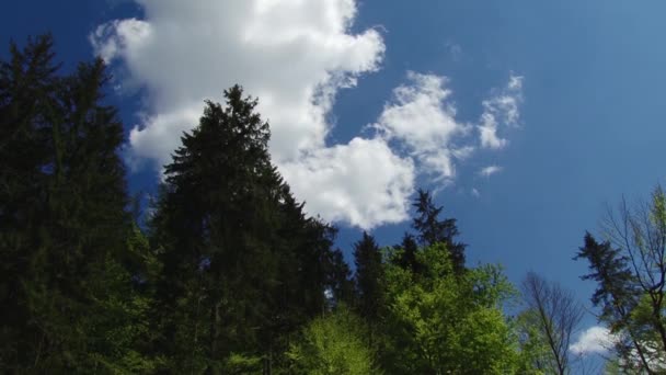 Árboles y hojas contra el cielo azul. La naturaleza comienza a florecer. Primavera — Vídeos de Stock