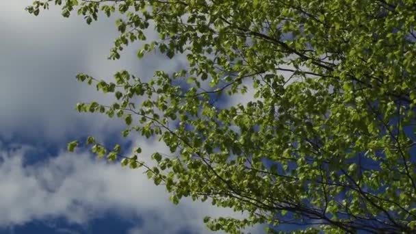 Árboles y hojas contra el cielo azul. La naturaleza comienza a florecer. Primavera — Vídeos de Stock