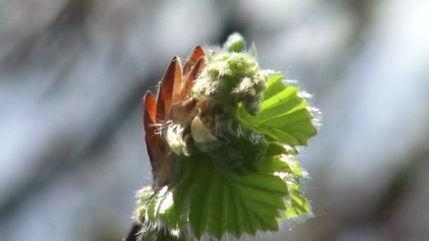 나무와 잎이 푸른 하늘에 대하여입니다. 자연 꽃을 시작 합니다. 봄 — 비디오