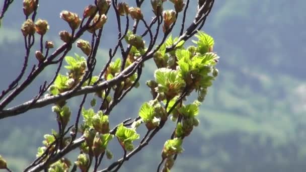 Trees Leaves Blue Sky Nature Begins Blossom Spring — Stock Video