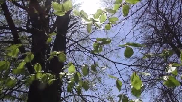 木や青い空を背景の葉っぱ。自然の花を開始します。春 — ストック動画