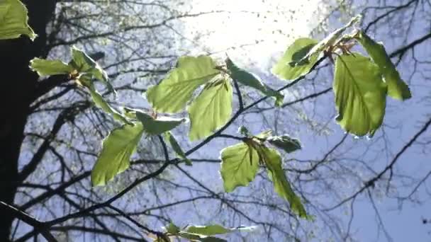 Ağaçlar ve yaprakları mavi gökyüzü. Doğa çiçek açmaya başlar. Bahar — Stok video