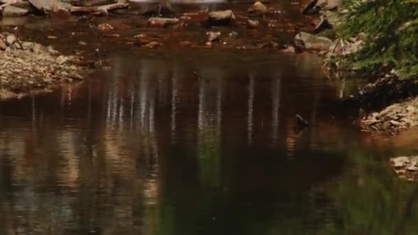 Hermoso río en el bosque — Vídeos de Stock