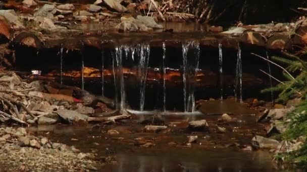 Vackra floden i skogen — Stockvideo