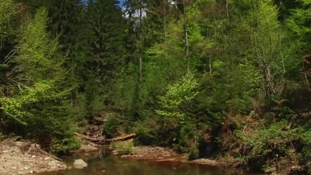 Beautiful river in forest — Stock Video