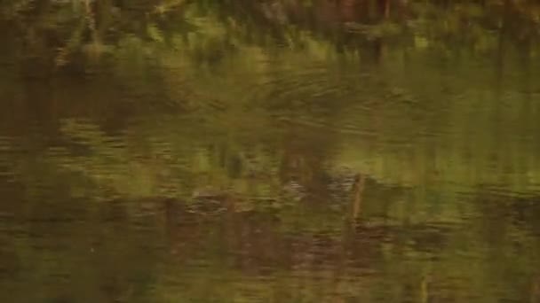 Schöner Fluss im Wald — Stockvideo