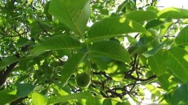 Ağaçlar ve yaprakları mavi gökyüzü. Doğa çiçek açmaya başlar. Bahar