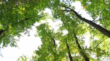 Ağaçlar ve yaprakları mavi gökyüzü. Doğa çiçek açmaya başlar. Bahar