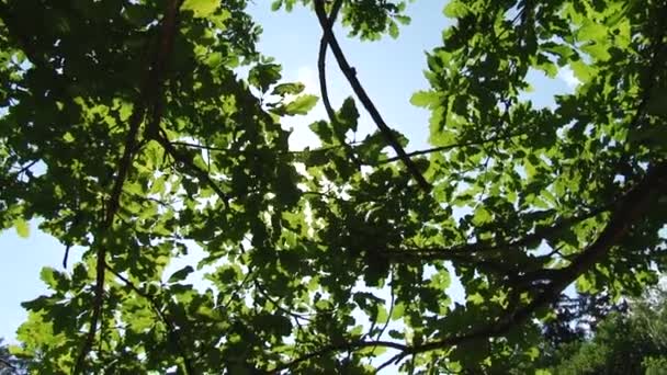 Träd och blad mot den blå himlen. Naturen börjar blomma. Våren — Stockvideo