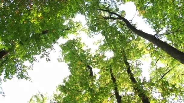 Δέντρα και αφήνει κατά το γαλάζιο του ουρανού. Φύση αρχίζει να ανθίσει. Άνοιξη — Αρχείο Βίντεο