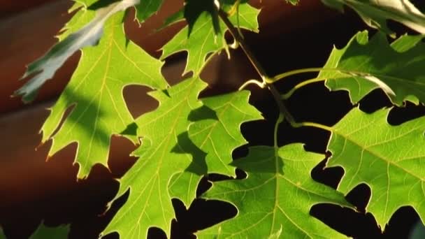Листья отражаются в воде — стоковое видео
