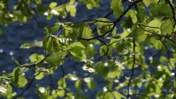 Листья отражаются в воде — стоковое видео