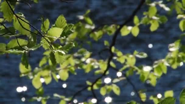 Las hojas se reflejan en el agua — Vídeo de stock