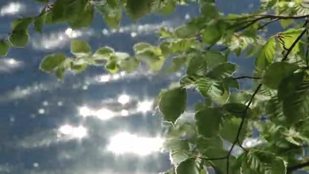 As folhas são refletidas na água — Vídeo de Stock