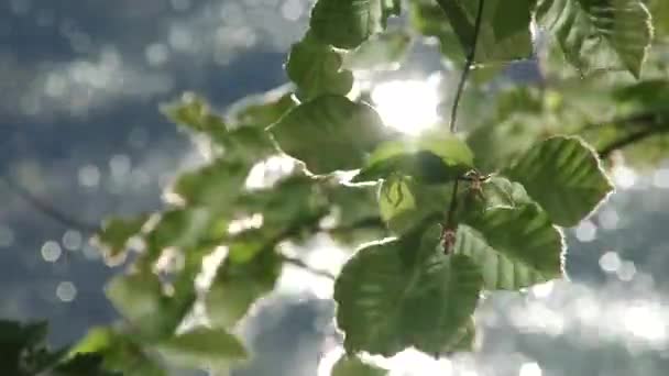 Listy se odrážejí ve vodě — Stock video