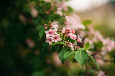 çiçekli ağaç bahar
