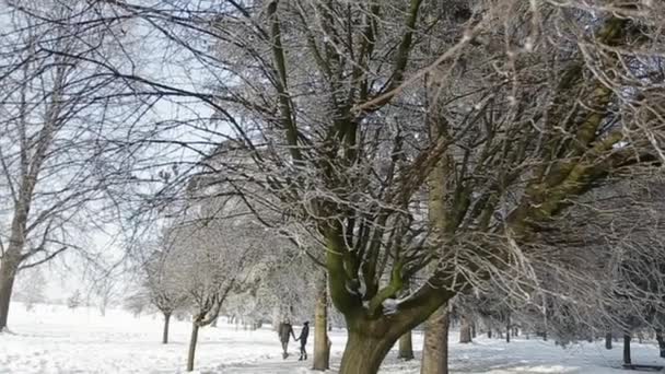 若い男と女の子を暖かい冬の服に身を包んだ雪に覆われた冬の公園でお互いの存在をお楽しみください — ストック動画