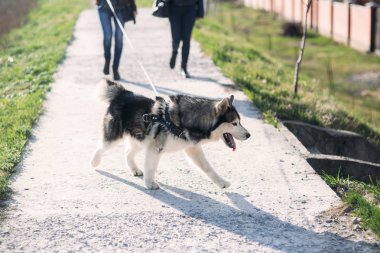 Bir kız ile bir köpek set boyunca yürüyor. Güzel husky köpek