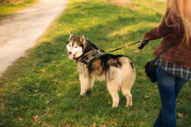Sarışın kız ile Husky köpek yürüyüş. Arkadan görünüm