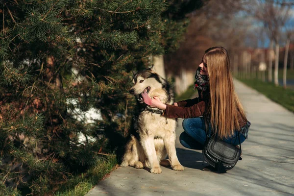 Gülümseyen bir kız ile bir köpek set boyunca yürüyor. Güzel husky köpek