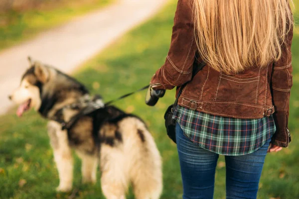 Blond holka chodit s husky psa. pohled zezadu — Stock fotografie