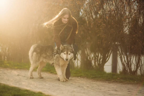 Bionda signora modello posa per fotografo con husky cane — Foto Stock