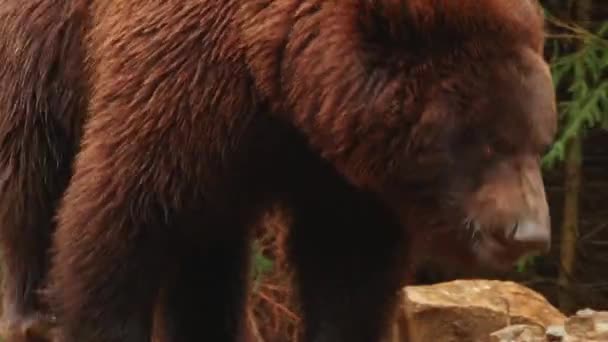 Bruine beren spelen in de reserve — Stockvideo